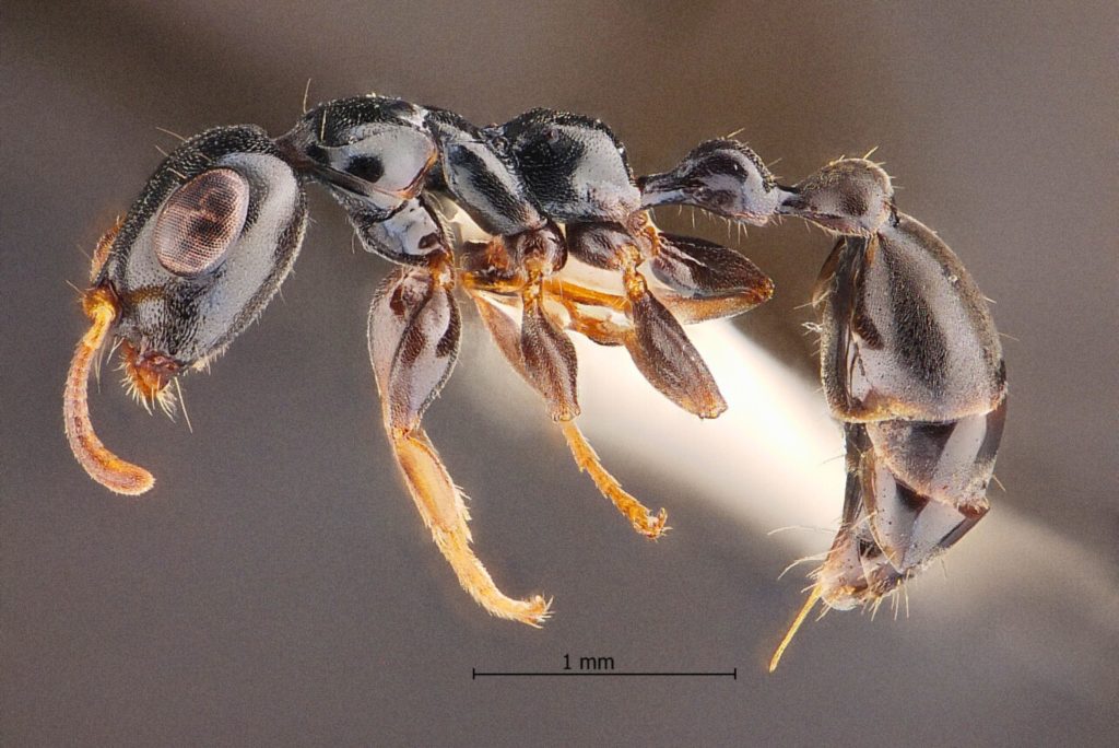 โครงสร้างอกและเอว