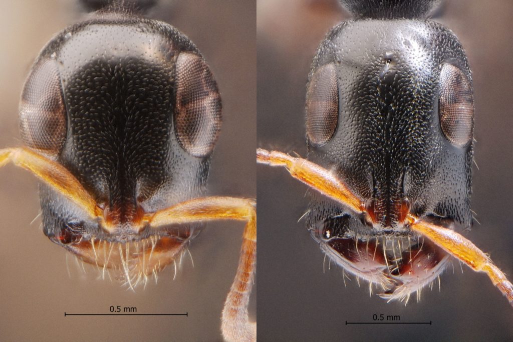 ส่วนหัวและใบหน้าแบบชัดลึก